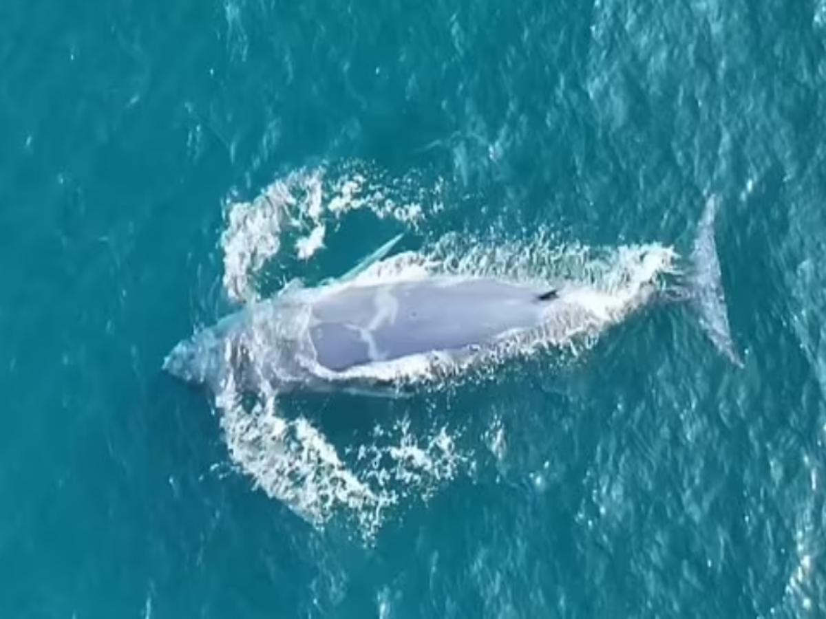 Discovering-the-Enigmatic-World’s-Rarest-All-White-Omura’s-Whale-Spotted-off-the-Coast-of-Thailand